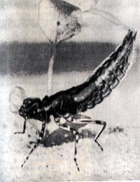 Личинка стрекозы эшна способна передвигаться с помощью реактивной тяги, с силой выбрасывая воду из брюшка