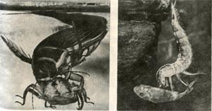 Плавунец окаймленный пожирает личинку стрекозы. Справа: его личинка тоже хищница. Немало рыбьих мальков поедают крупные жуки-плавунцы и  их личинки.