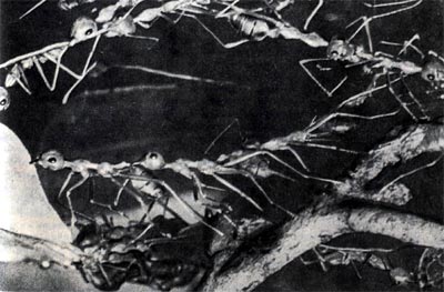 Муравьи экофилы, сцепившись друг с другом, образуют длинные живые цепи, чтобы подтянуть листья. Затеи они их склеивают, взяв в челюсти личинок, которые выделяют клейкие нити.
