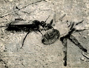 Даже на больших ядовитых пауков-птицеедов охотятся одиночные осы.