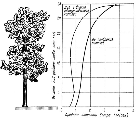 В смешанном лесу (дуб и молодой бук) скорость ветра быстро увеличивается по направлению к вершинам деревьев. Эффект усиливается, когда листья на деревьях полностью распускаются (по Гейгеру и Аманну)