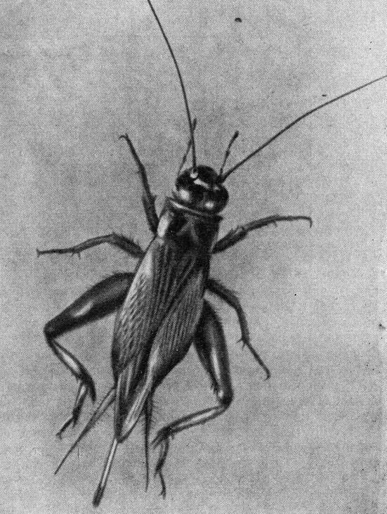 Самка домового сверчка - насекомого, широко используемого в лабораториях из-за легкости его разведения