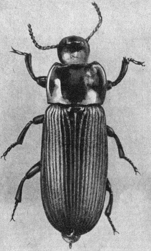 Увеличенный снимок жука-чернотелки (его личинку называют мучным червем). Так как эти насекомые легко выращиваются в банках с мукой, их широко используют при исследовании движения популяций