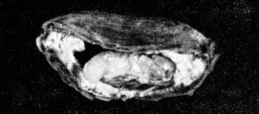 Личинка амбарного долгоносика в зерне пшеницы. Амбарный долгоносик, как и мучной хрущак, широко использовался для экспериментального изучения развития популяций