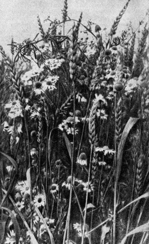 Засоренное пшеничное поле - головоломка для эколога