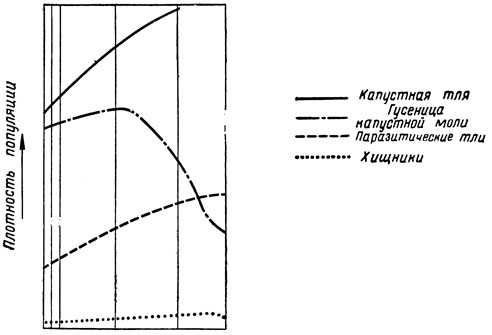 График 1 показывает нормальные колебания численности двух видов гусениц, которые поражают капусту, и их врагов. (по Рипперу, 1958)